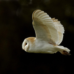 Barn Owl in flight
