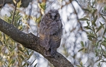 Long Eared Owl