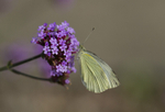 Small white