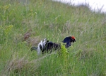 Black Grouse