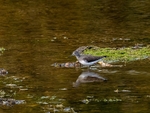Green Sandpiper