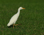 Cattle Egret on grass, Kauai