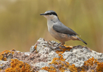 Rock Nuthatch