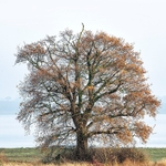 Abberton Reservoir_08-12-20-RLP1944sq
