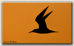 Swift Tern