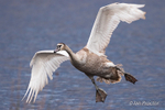 Incoming! - Juvenile Mute Swan