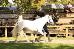 SBM_26133