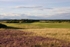 Old Course 6th Heathery Out