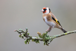 European Goldfinch perched, Otterbourne, Hampshire