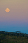 African Moonrise