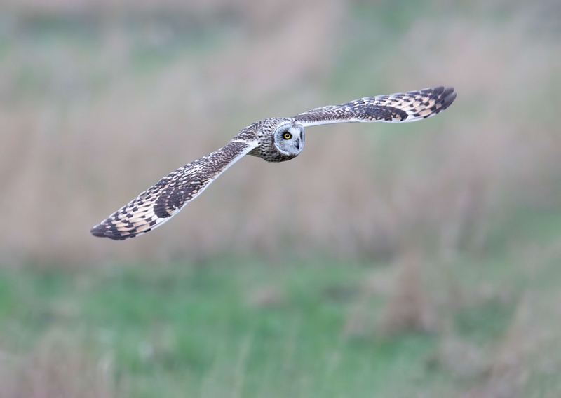 Short Eared Owl