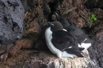 Brunnichs Guillemot