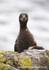 SBC006: Shag chick