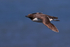 Guillemot in flight, Flamborough Head, Yorkshire