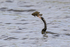 Anhinga with fish, Viera Wetlands, Florida