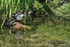 Goldeneye (female), Suomenlinna, Helsinki, Finland