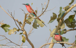 Carmine Bee- eater