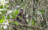 Young male mandrill