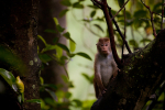 Macaque Monkey in Jungle in Ella Sri Lanka 7