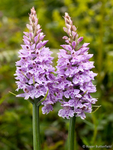 Common Spotted-orchid (01)
