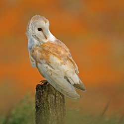 Barn Owl perched on a post