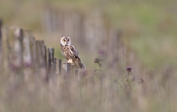 Birds of prey portfolio