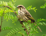 Streaky Seedeater portfolio