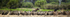 Vultures and a hyena