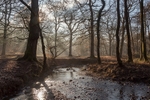 Winter at Backpool Brook