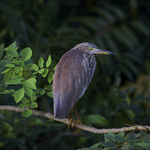 Egret