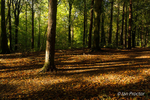 Autumn Morning at  Portglenone Forest, County Antrim.