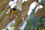 Spot-crowned Euphonia (male), Osa Peninsula, Costa Rica