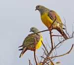 Bruce's Green Pigeons