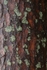 Scots pine bark near base 2