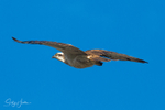 Osprey in Flight 3