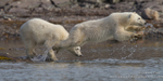 Leaping Polar Bear cubs