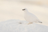 Ptarmigan on snow mound, Svalbard, Norway