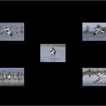 1st Print-Avocets-Al Rees