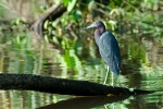 Little Blue Heron