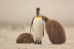 King Penguin tries to regurgitate food for chick, Saunders Island