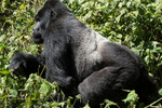 Bwindi (Ruhija)