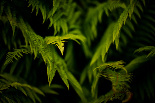 Fresh new spring ferns.