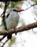 Woodland Kingfisher portfolio