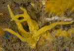 Lophon nigricans