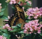 Swallowtail on a Milkweed