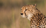 Kruger cheetah in the early morning