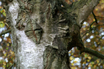Buchan Park 2 - 06