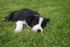 8 Seven weeks old