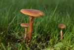 Fungi, Cholmondeley Castle, Cheshire