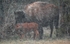 Bison Mother and Young